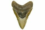 Fossil Megalodon Tooth - North Carolina #378022-1